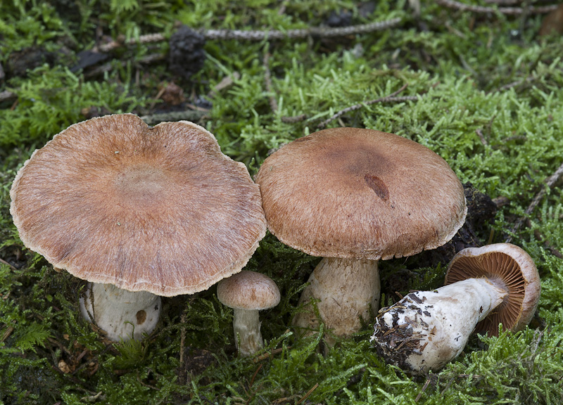 Cortinarius laniger